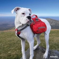 Sac à Dos Pour Chiens Baxter M Rouge Sac à Dos Chien Secours Urgence Survie 7 Sac à Dos Pour Chiens Baxter M Rouge Sac à Dos Chien Secours Urgence Survie -L'équipement tactique est un véritable gagnant. 00002 Sac a dos pour chiens Baxter M Rouge Sac a Dos Chien Secours Urgence Survie